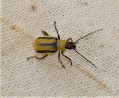 Diabrotica virgifera